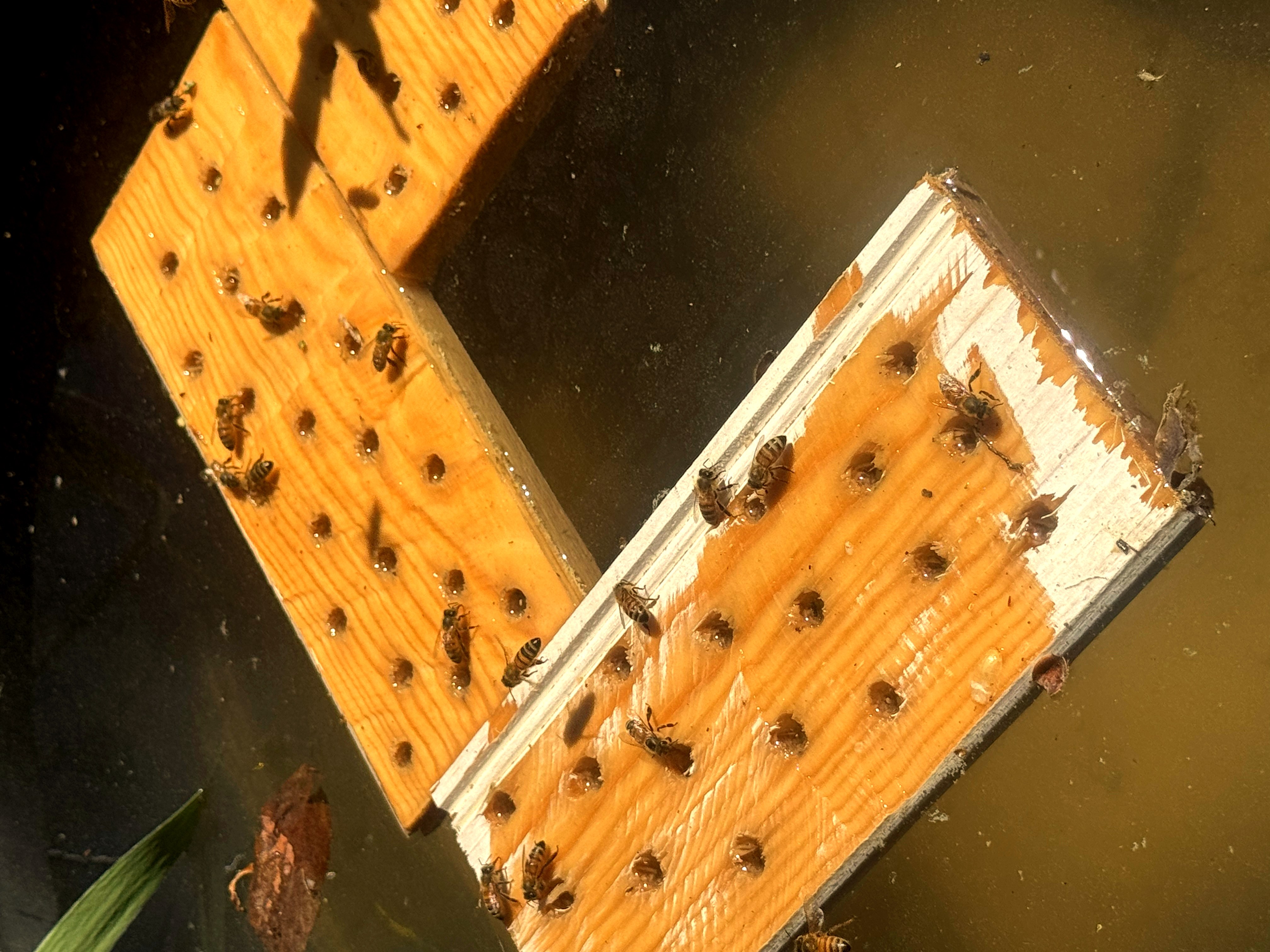 Bees working the in-ground water station