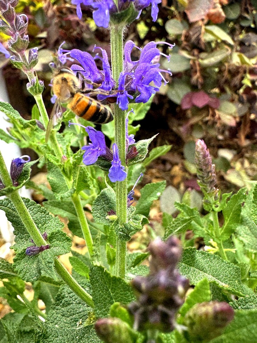 Honey bee foraging on salvia